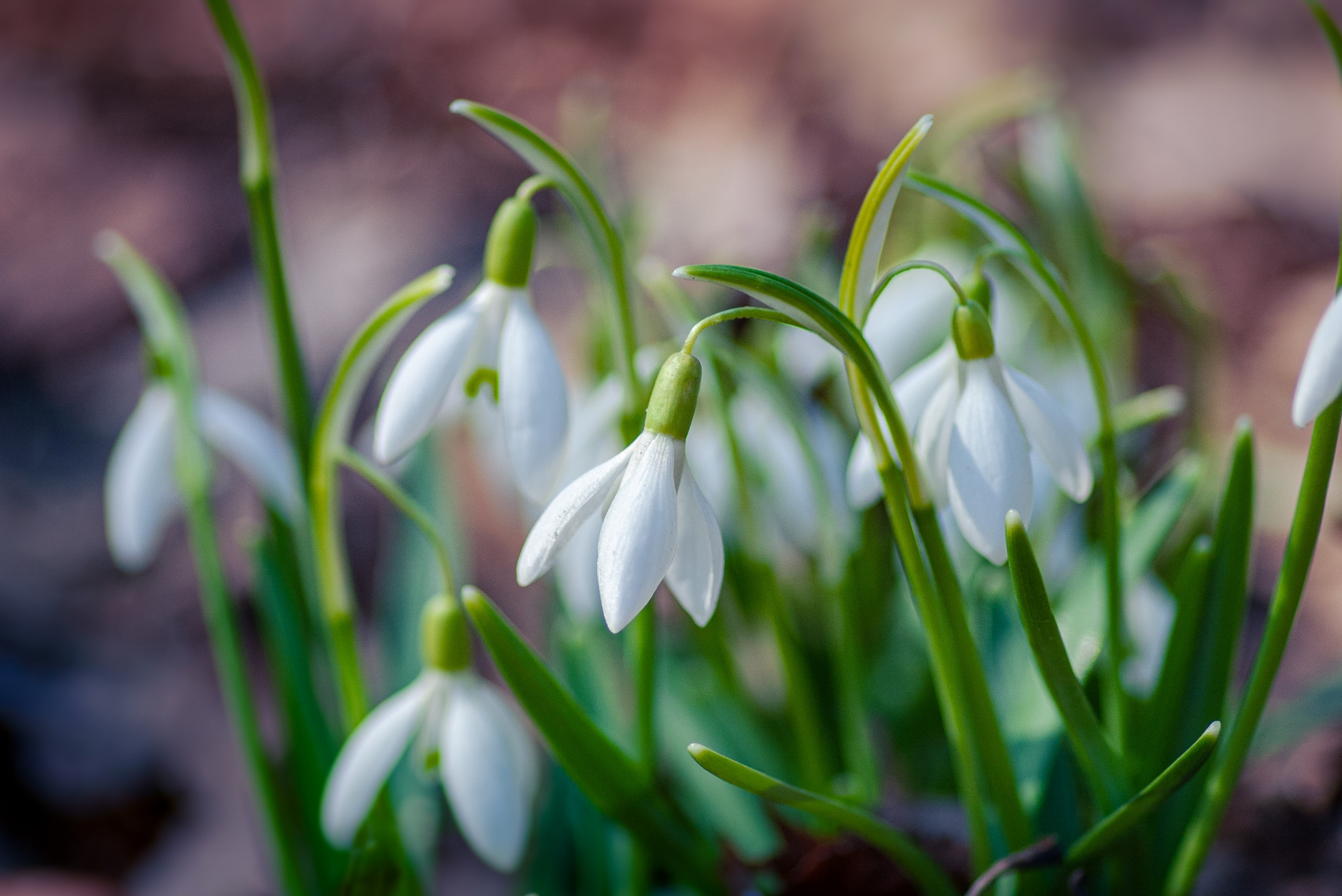 winter garden decoration - snowdrop