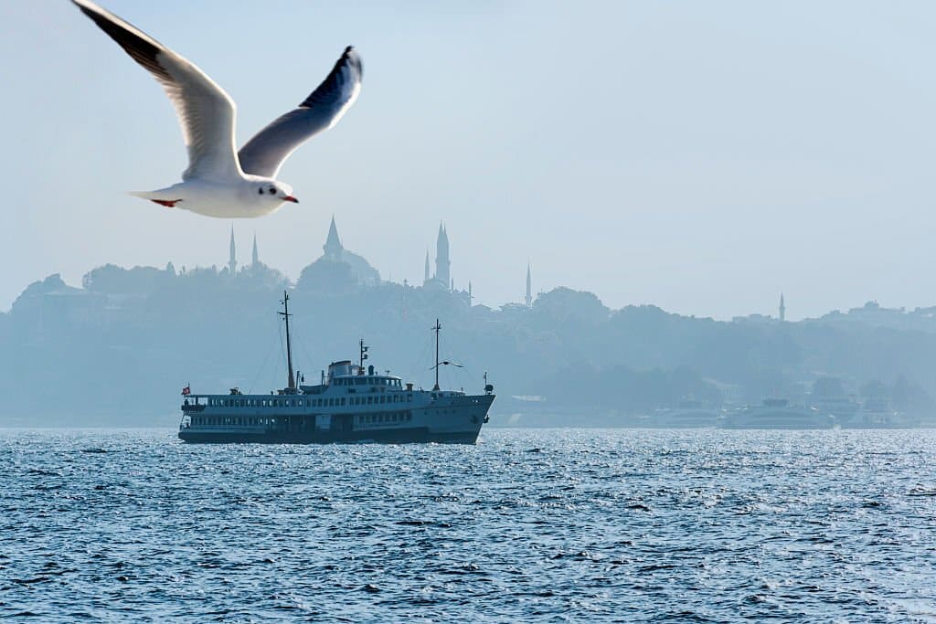 Vapur yolculuğunda martılar
